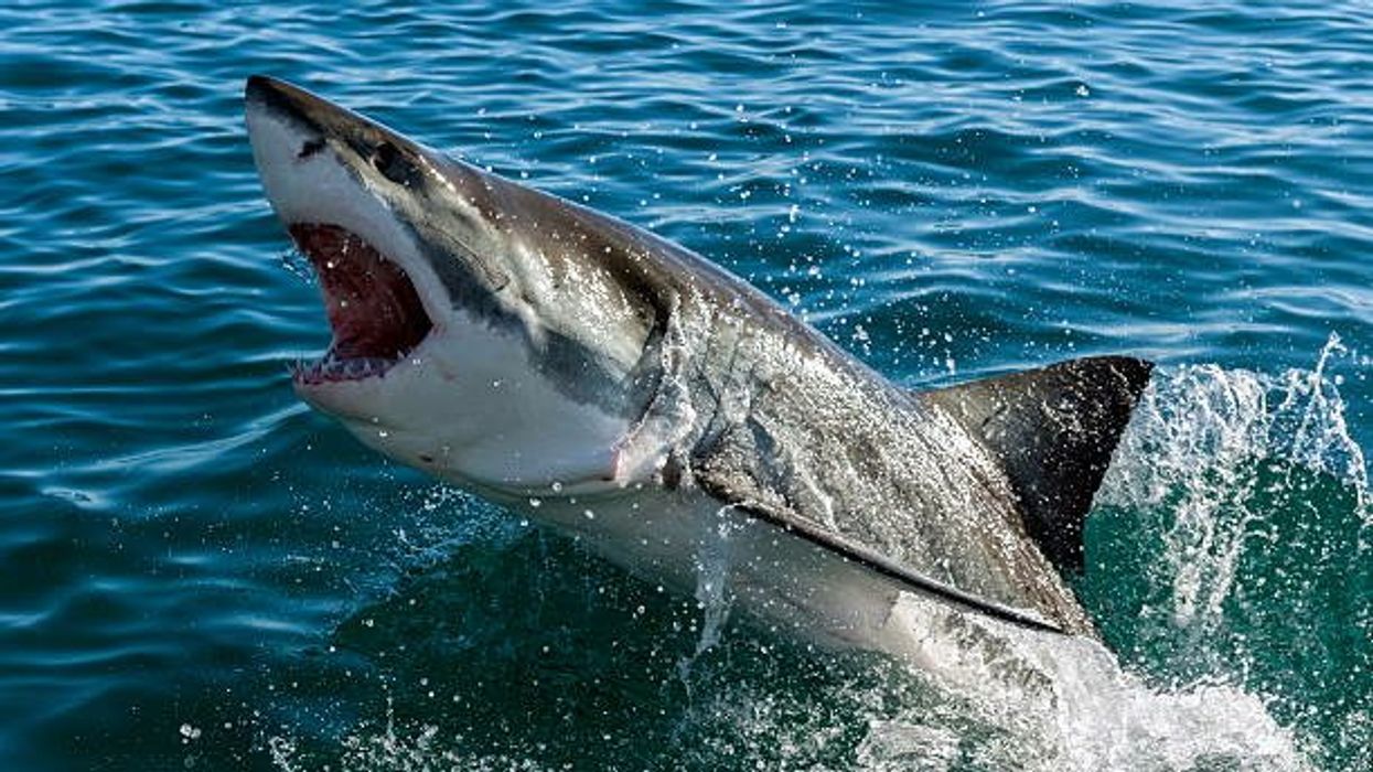 The tragic reason why there are no great white sharks in aquariums