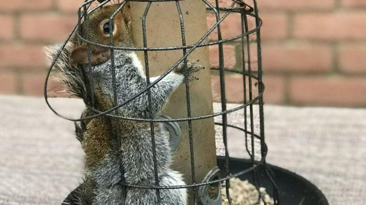 Man accused of keeping meth-fed 'attack squirrel'