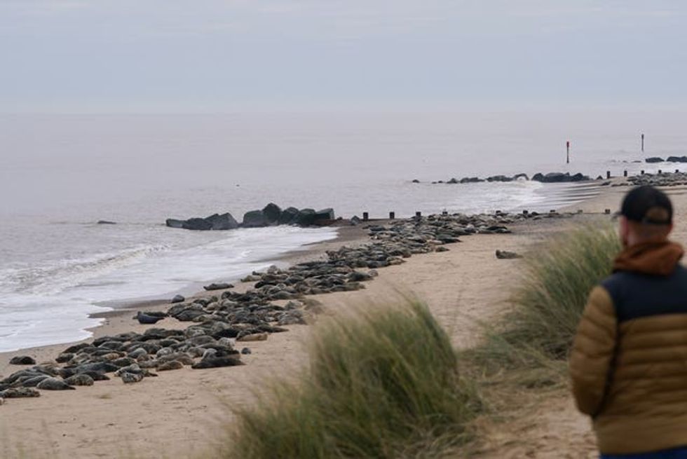 Grey seal pups