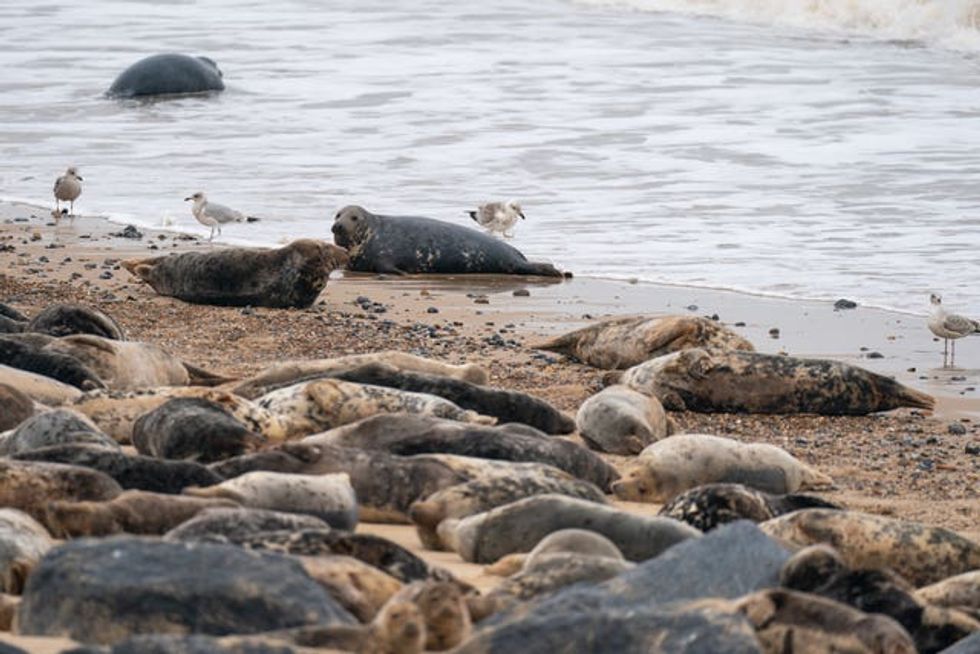 Grey seal pups