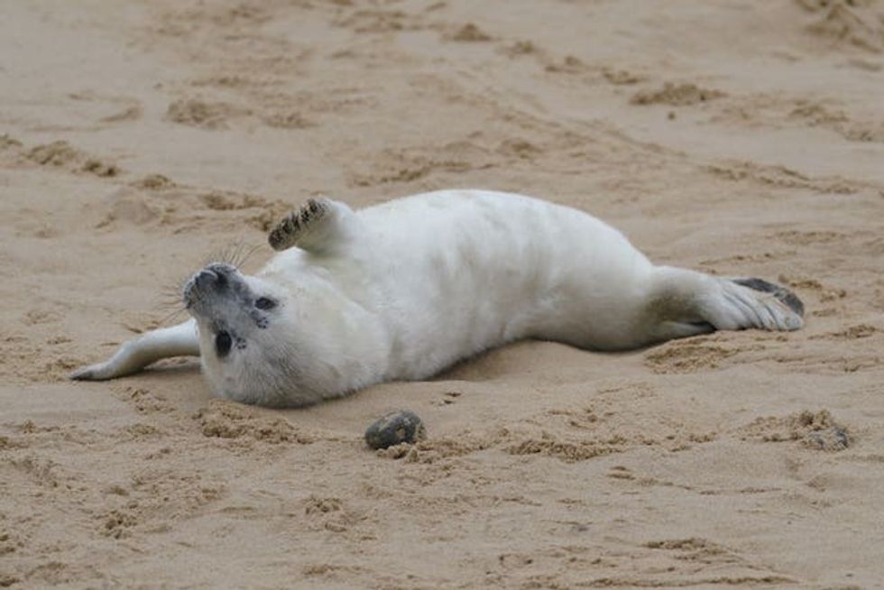 Grey seal pups