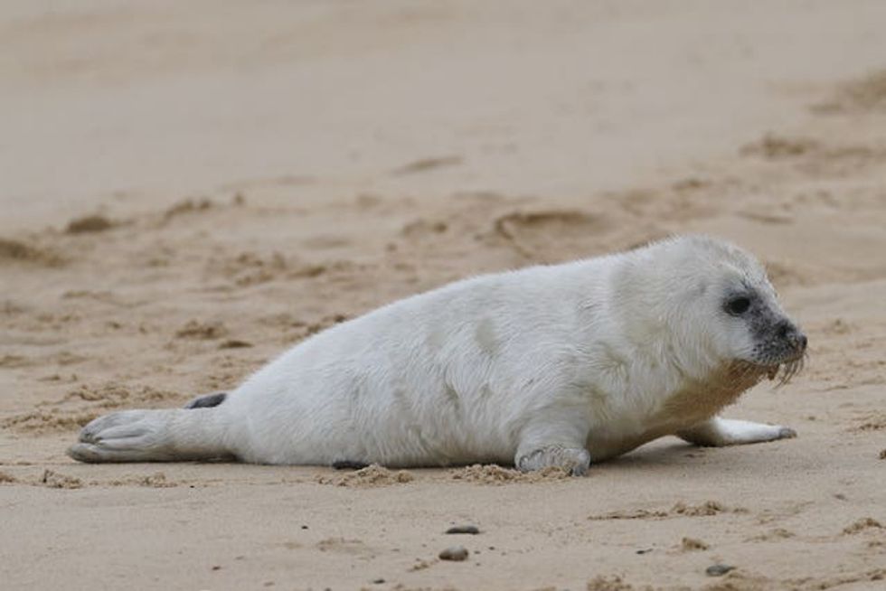 Grey seal pups