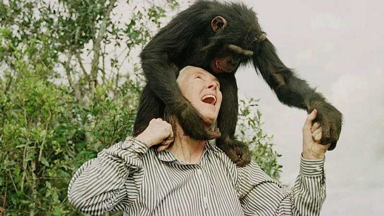 Dame Jane Goodall dies aged 91: Heartfelt tributes pour in for 'one of the most special humans to ever live'