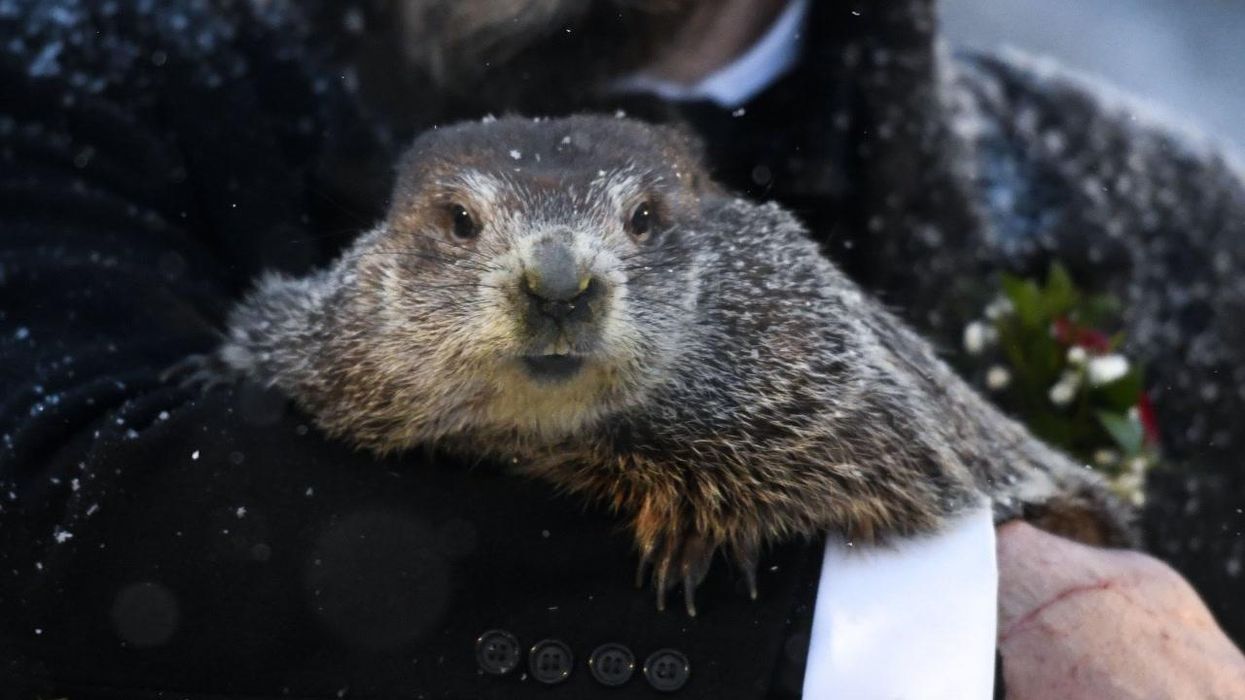 Groundhog Day: How many years did Punxsutawney Phil correctly predict the weather?