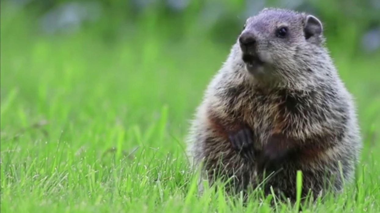 Beloved groundhog dies before making famous prediction