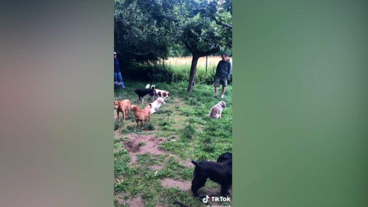Dogs with social anxiety meeting up is the most awkward thing ever