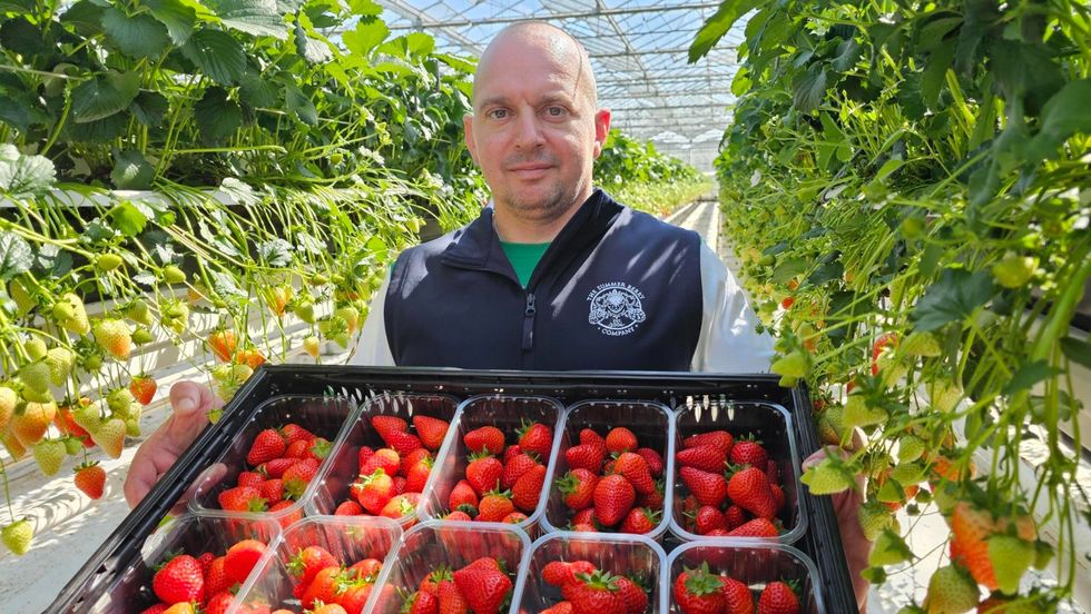 Fine weather helps produce glut of British-grown strawberries in time for Easter