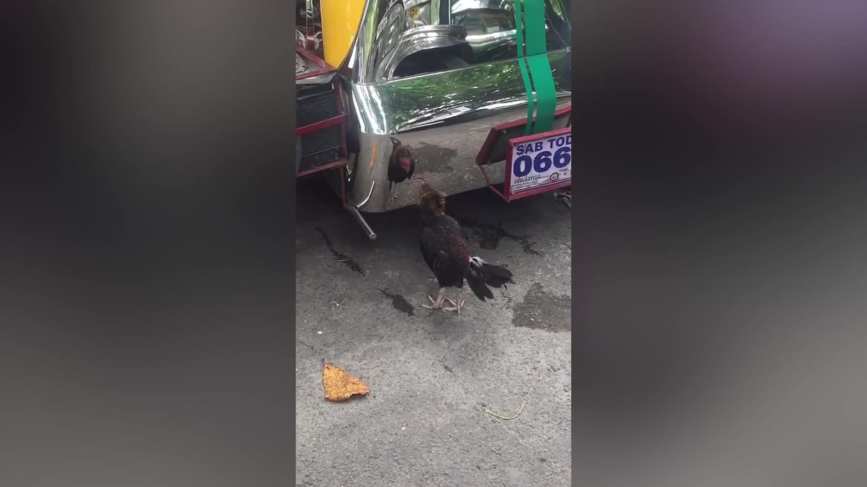 Hilarious clip shows moment grumpy chicken fights its own reflection