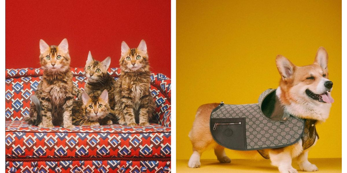 Gucci's new pet collection features $7,500 dog bed and $460 poop