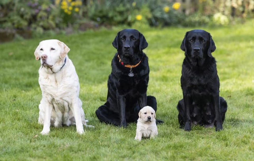 Guide Dogs Mother\u2019s Day