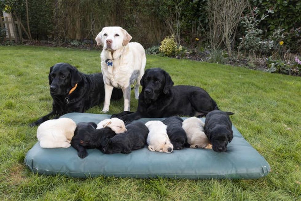 Guide Dogs Mother\u2019s Day