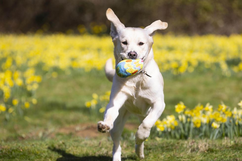 Guide dogs and puppies get hunting for Easter eggs