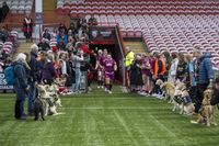 Guide Dogs puppies form guard of honour at Premiership Women’s Rugby match