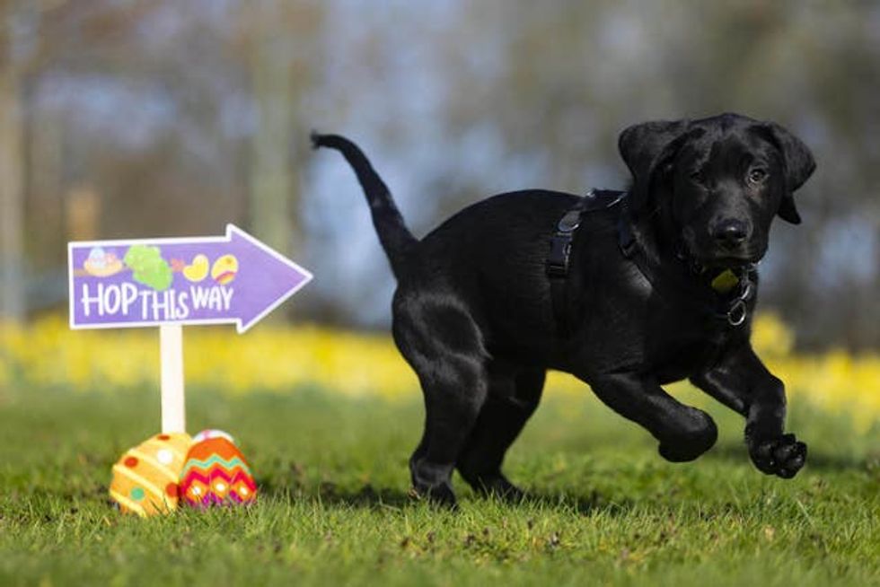 Guide Dogs\u2019 Easter egg hunt