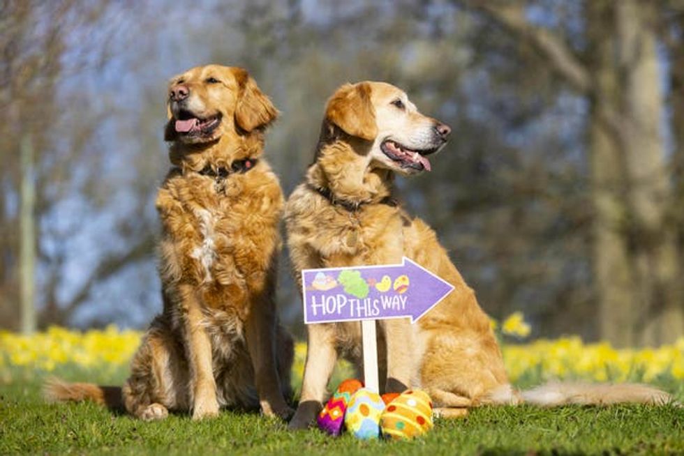 Guide Dogs\u2019 Easter egg hunt