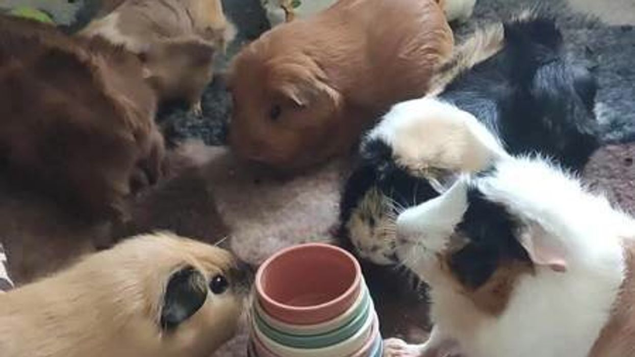 Family offers reward for missing guinea pig as search continues