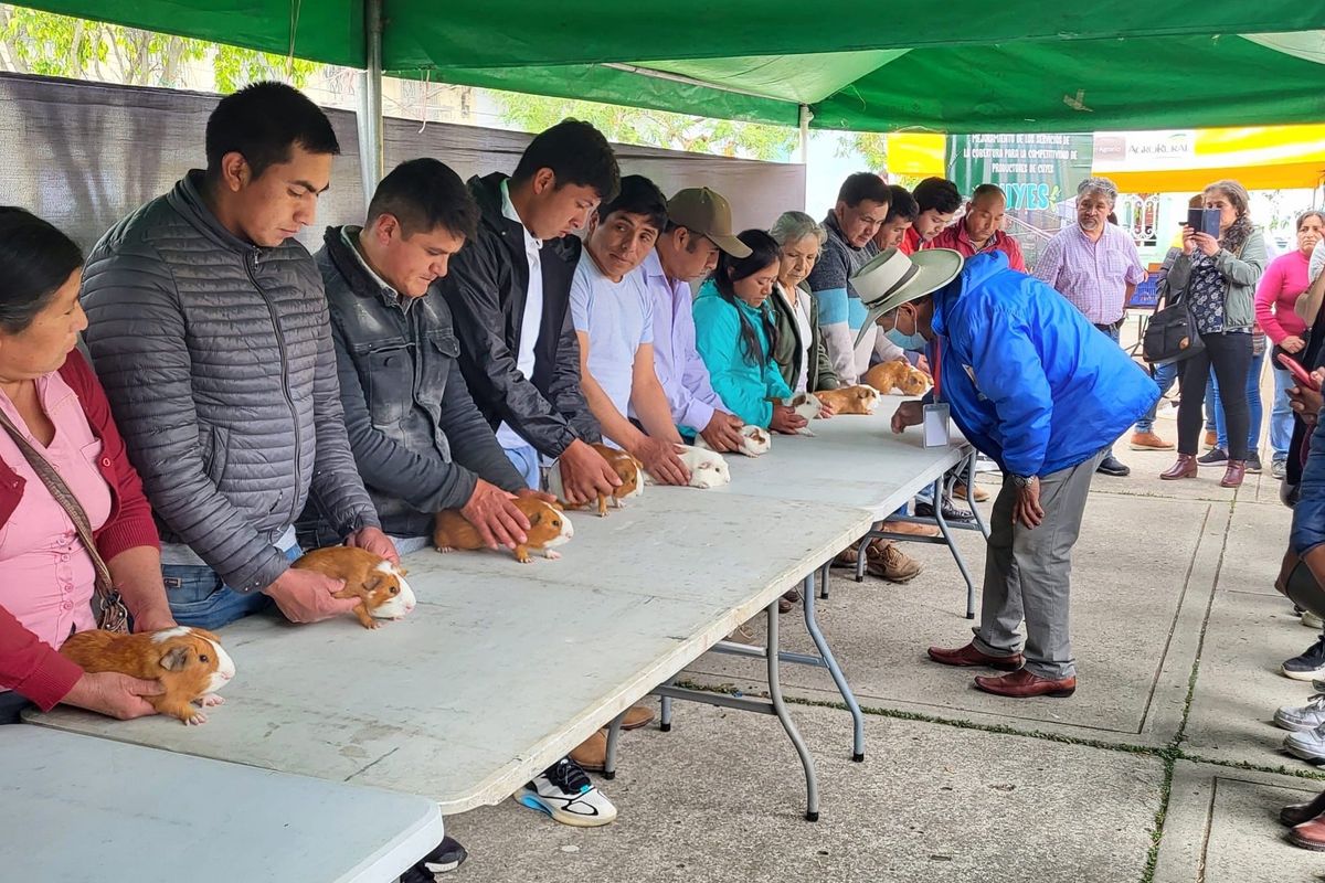 Why guinea pigs are eaten, judged and even have songs in Peru