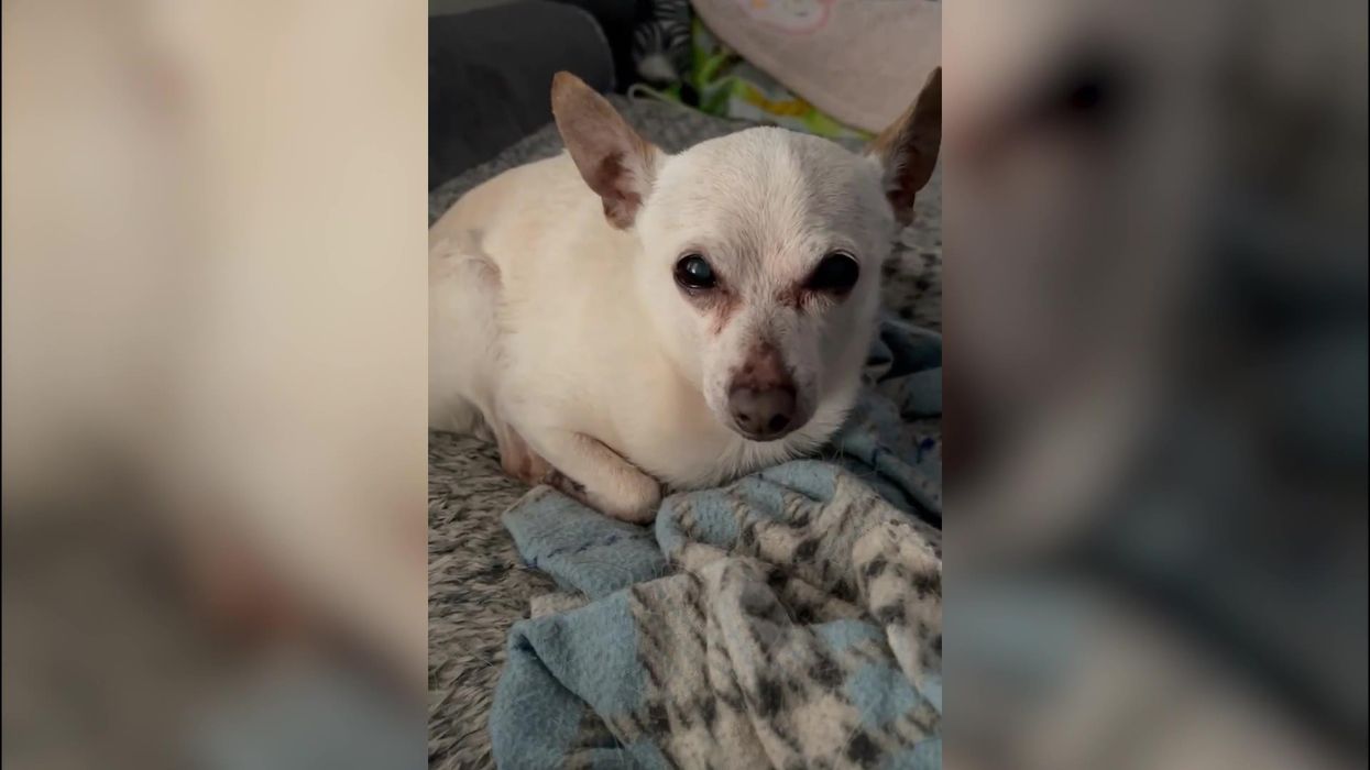 Guinness World Records name 21-year-old chihuahua as world's oldest dog