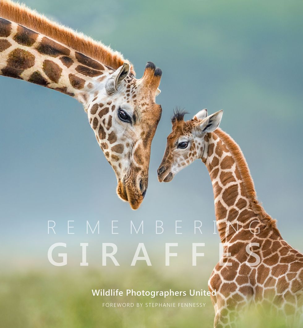 Gurcharan Roopra's cover image for Rembering Giraffes