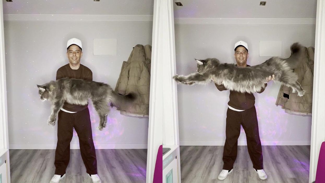 People can't get over the size of this giant pet cat