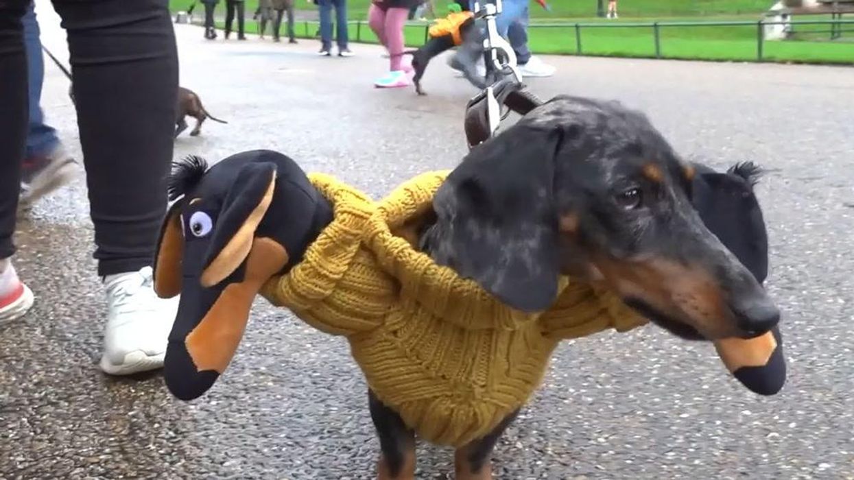 Adorable sausage dogs dress up for spooky Halloween meet-up