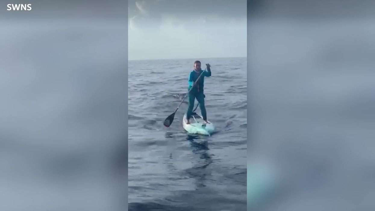 Groundbreaking footage shows how hammerhead sharks get their hammers