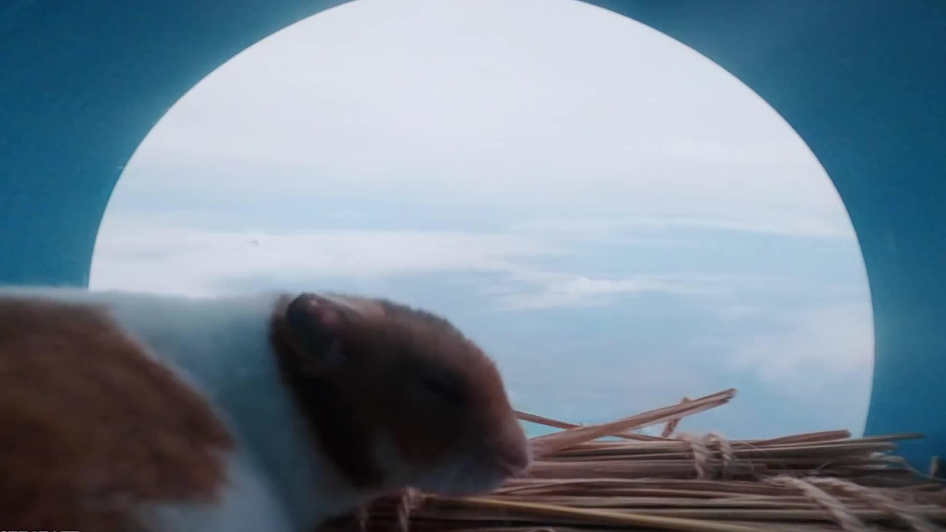 Hamster takes trip into the stratosphere on flying balloon for science | indy100 Hamster takes trip into the stratosphere on flying balloon for science | indy100
