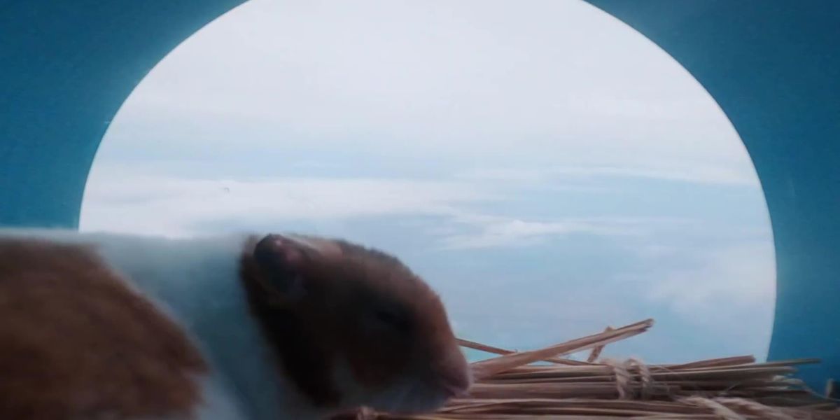 Hamster In Space Hamster takes trip into the stratosphere on flying balloon for science ...