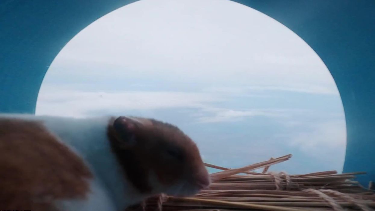 Hamster takes trip into the stratosphere on flying balloon for science