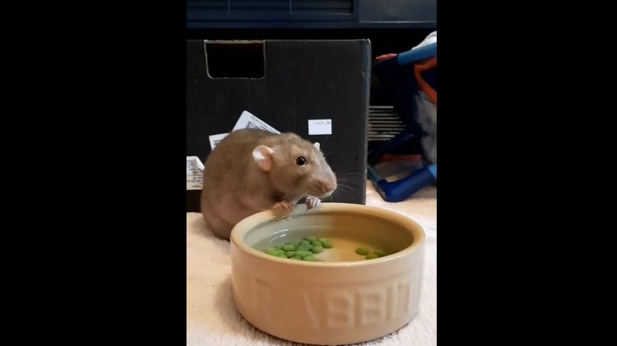 Hap-pea: Cute rat enjoys eating pea fishing for favourite food