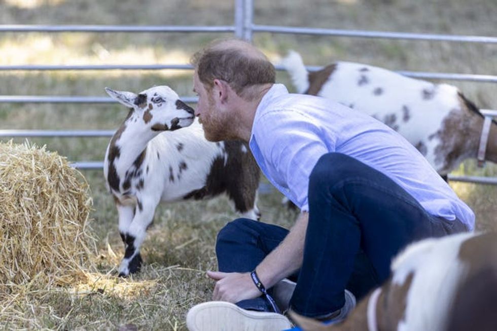Harry staring down a goat