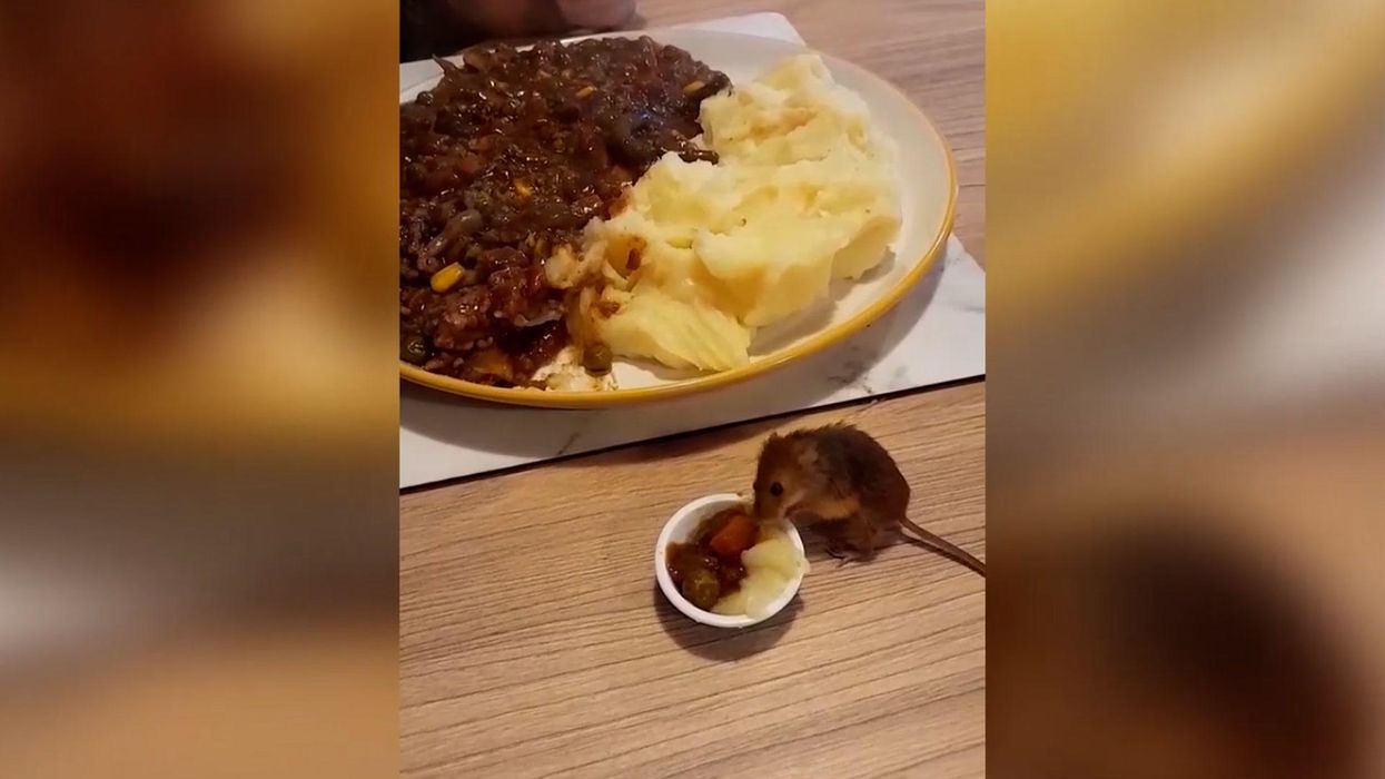 Harvest mouse becomes viral star for eating miniature versions of its owner's meals