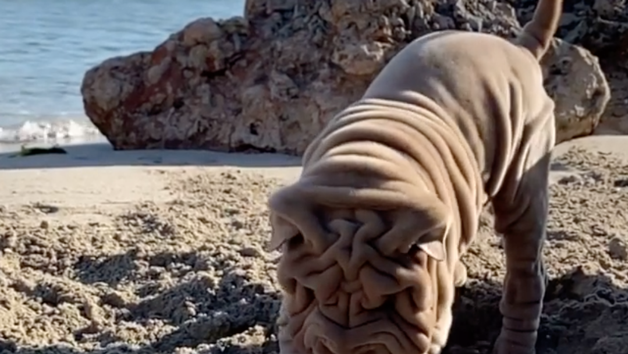 <p>Harvey digging on the beach </p>
