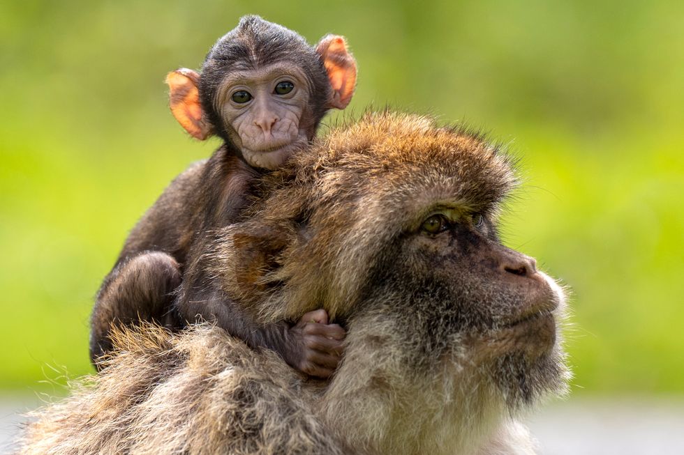 Safari park welcomes new baby to troop of endangered monkeys