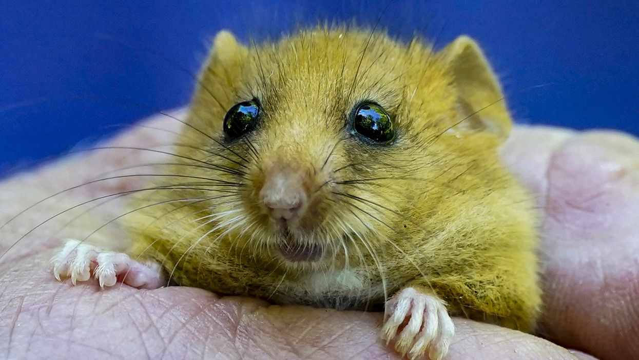 <p>Hazel dormouse</p>