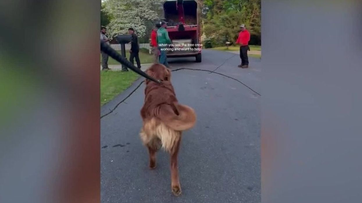 Dog given 'Employee of the Month' by construction workers