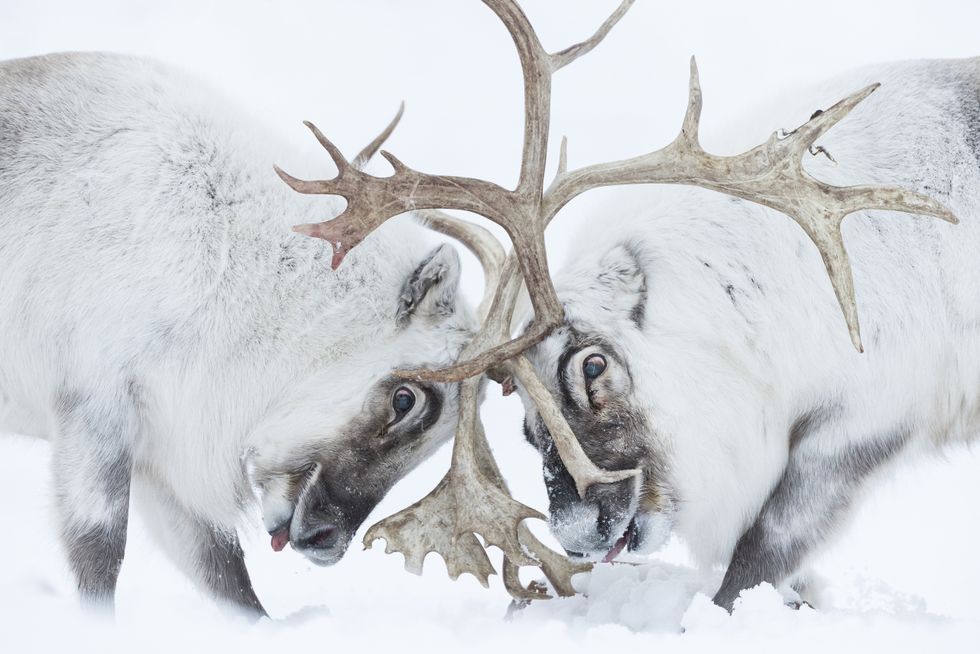 Head to head by Stefano Unterthiner won the Wildlife Photographer of the Year: Behaviour: Mammals Award (Stefano Unterthiner/Wildlife Photographer of the Year/PA)