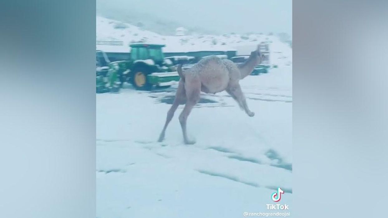 Adorable moment baby camel jumps for joy at seeing snow for the first time