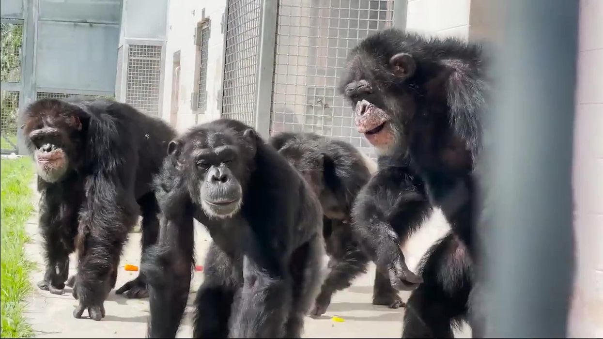 Chimp who’d been caged 28 years sees sky for the first time in heartwarming clip