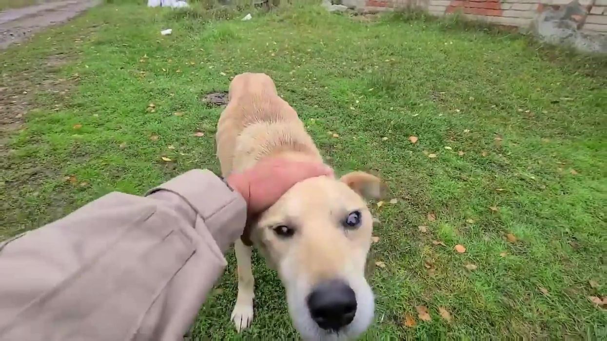 Heartwarming moment Ukrainian is reunited with dog missing from Russian shelling