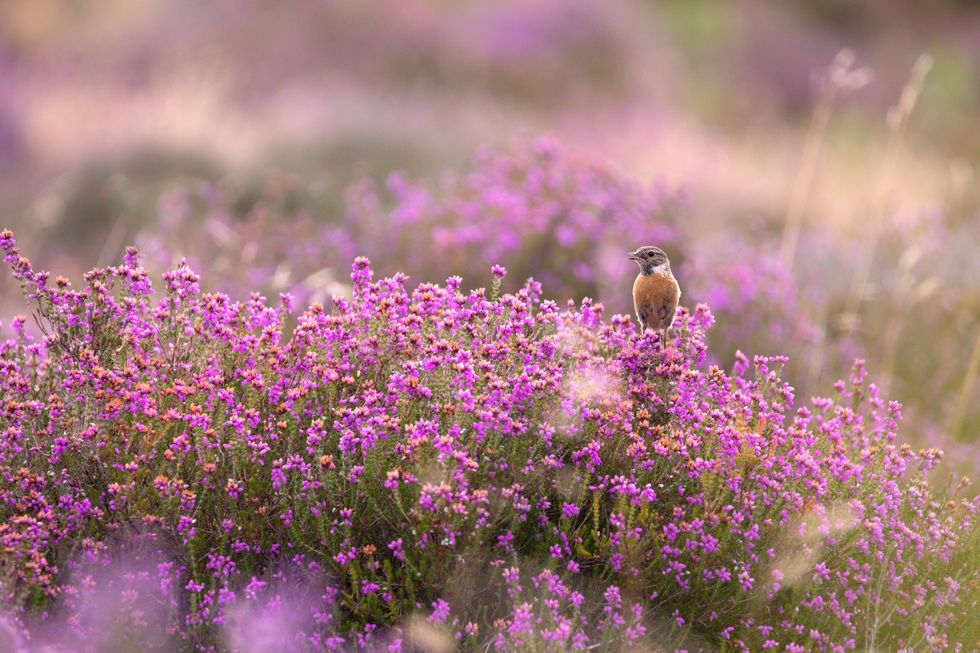 Heather on the Hampton Estate with a stonechat. (Hampton Estate)