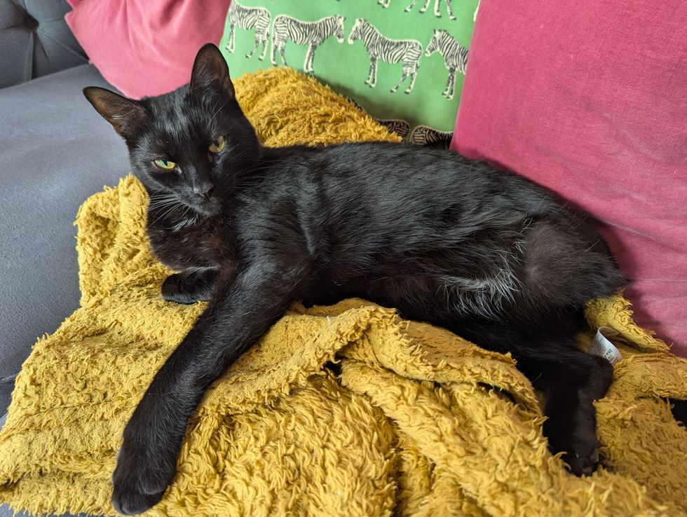 Cat who made it home after being hit by train recovers from major surgery