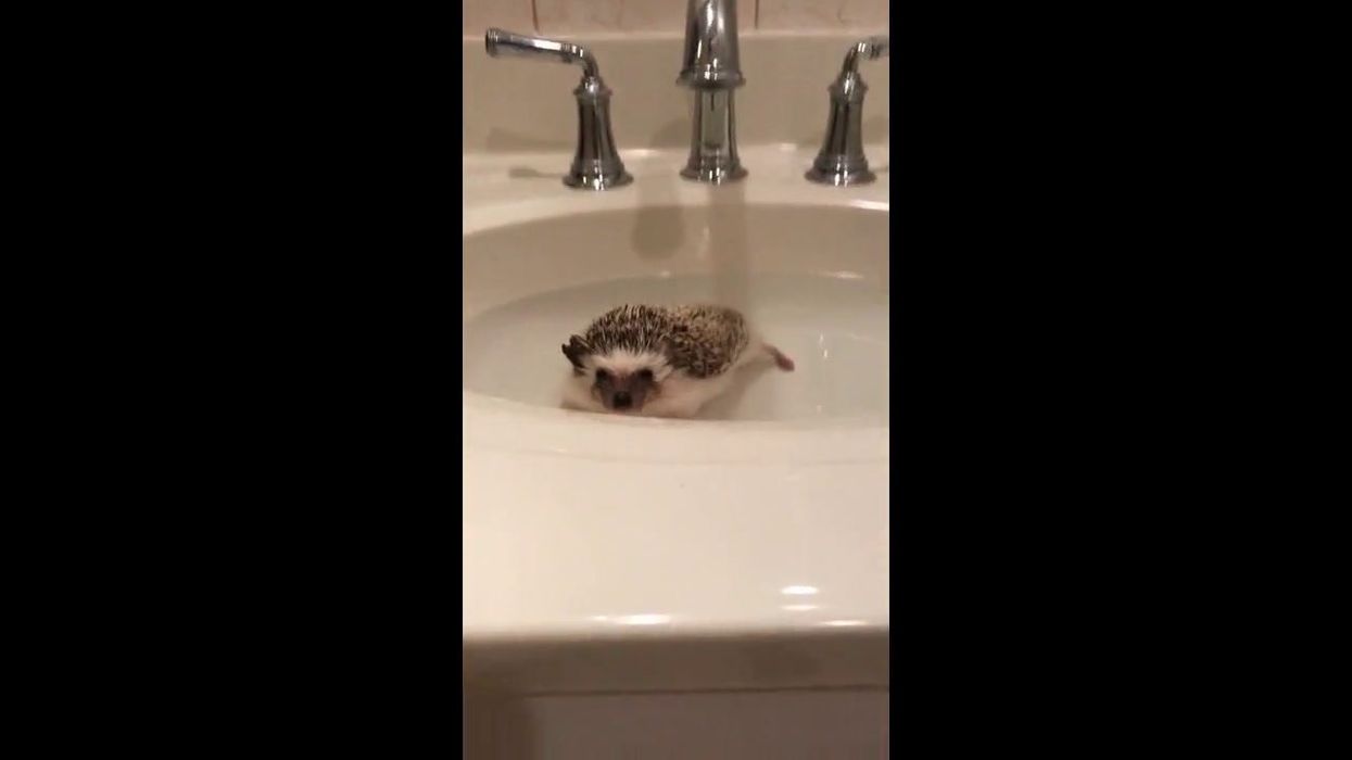 People have just learned how vets X-ray hedgehogs – and it's stunning
