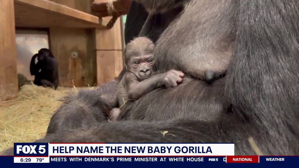A zoo wants you to help name its new critically-endangered baby gorilla