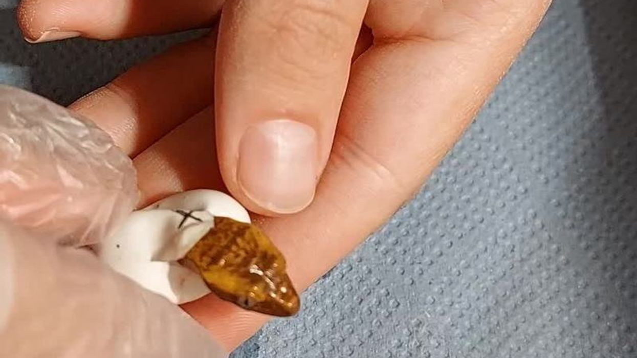 Scientists discover 'sixth sense' in geckos which could provide breakthrough for humans