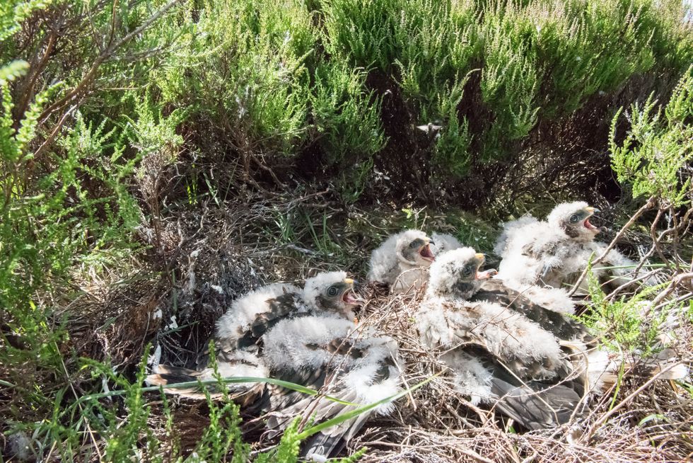 National Trust celebrates good breeding year for hen harriers in Peak District