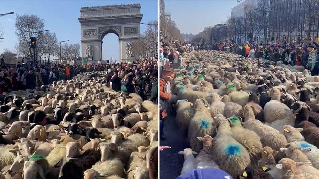 2,000 sheep roam the Champs-Élysées in Paris