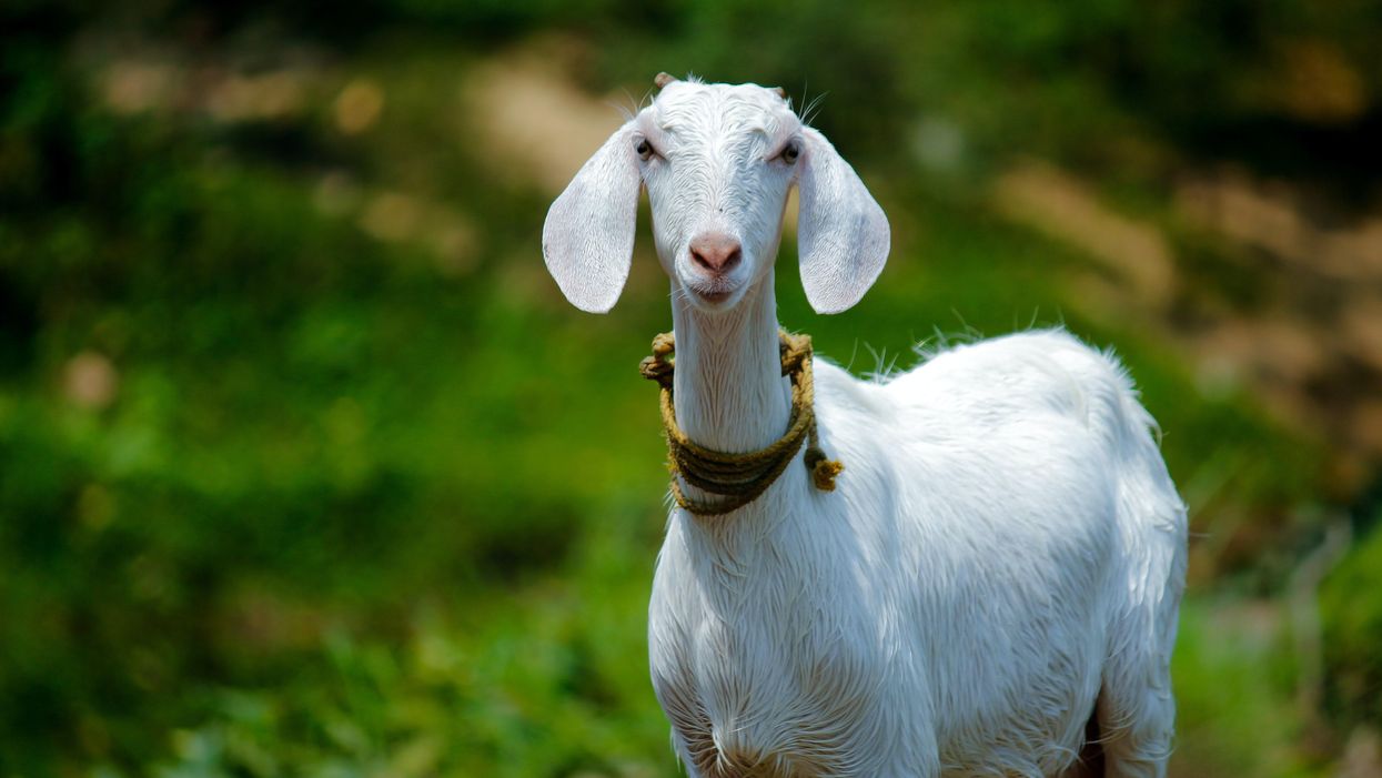 Meet the goats helping to prevent wildfires