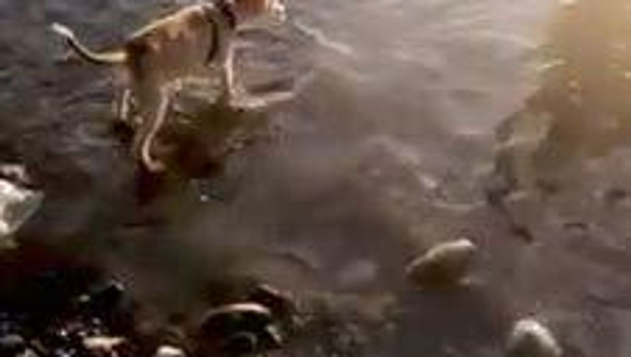 All the best photos from Bring Your Dog To Work Day