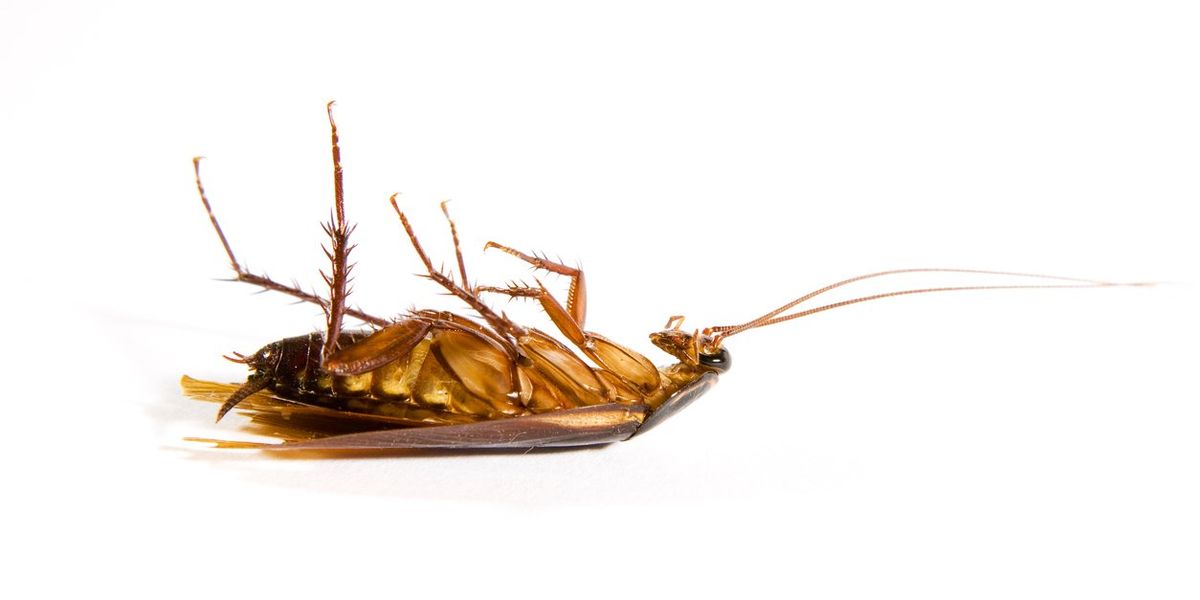 Woman couldn't sleep because a dead cockroach was stuck in her vagina | indy100